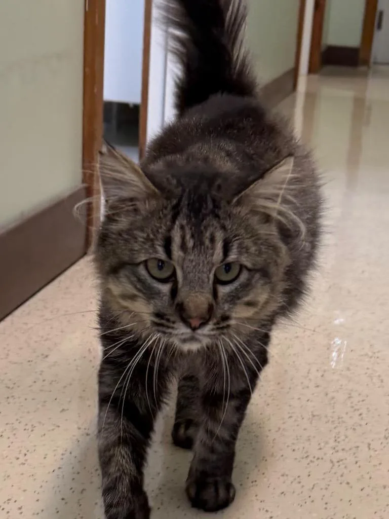 An adult medium-sized male Tabby (Brown / Chocolate) Domestic Medium Hair cat named Buttons for adoption in Amery, WI