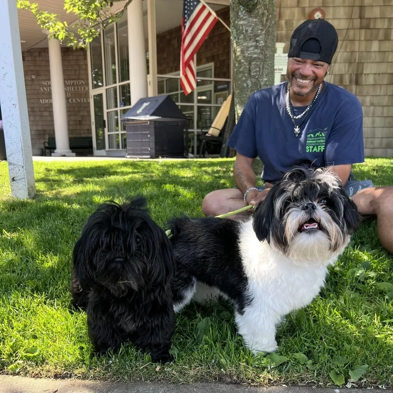 A young small-sized female Black Shih Tzu dog named Teddy for adoption in Hampton Bays, NY