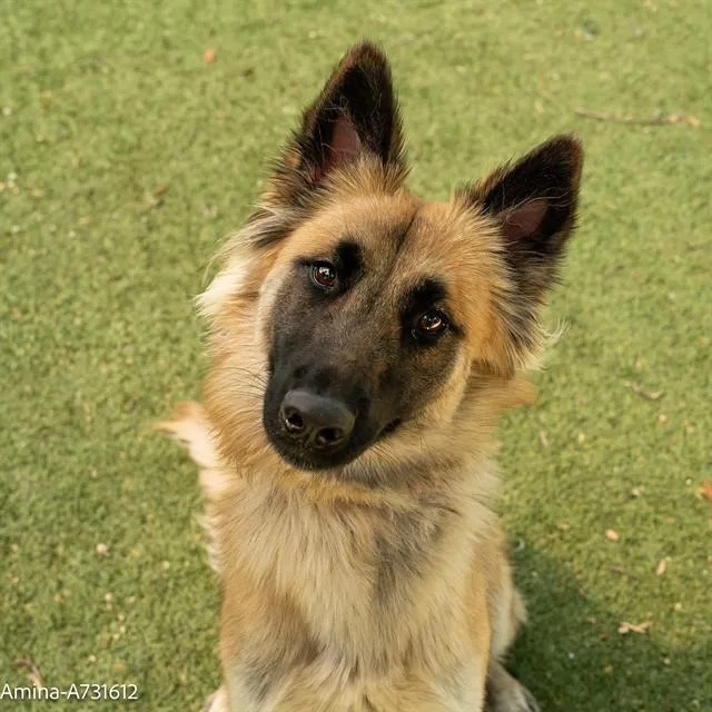 A young medium-sized female Belgian Shepherd / Tervuren dog named Amina for adoption in Sacramento, CA