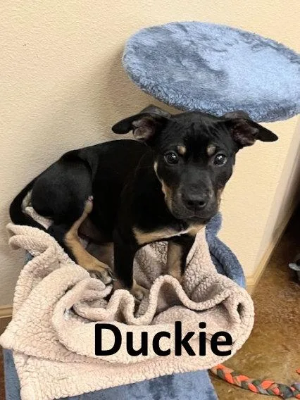 Duckie thumbnail 3