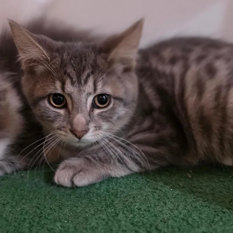 A baby small-sized male Domestic Short Hair cat named Buttermelt for adoption in Muncie, IN
