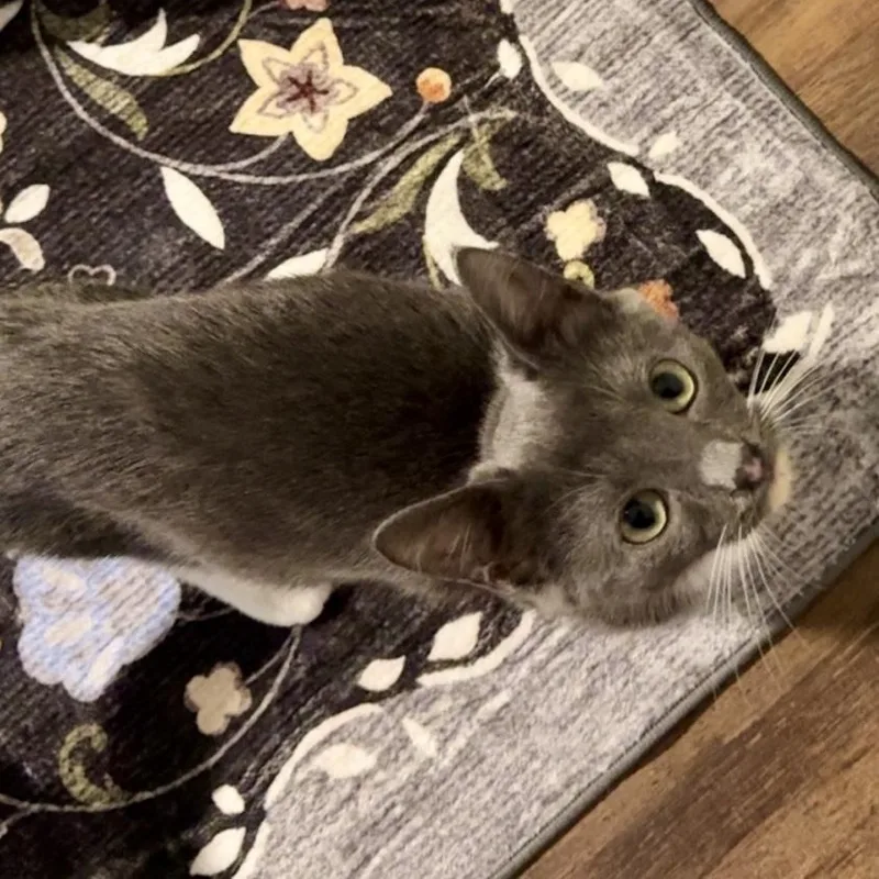 A baby small-sized male Gray & White Domestic Short Hair cat named Judd for adoption in Richmond, VA