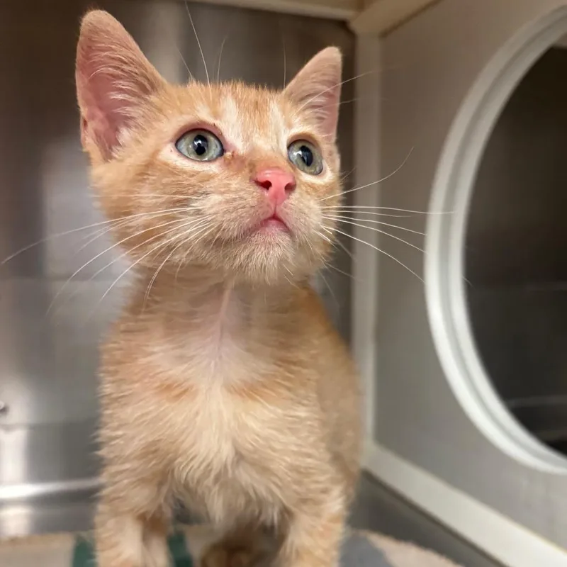 A baby small-sized male Orange / Red Domestic Short Hair cat named Orange Juice for adoption in Corpus Christi, TX