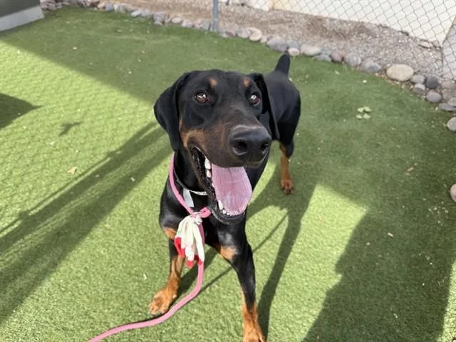 A young large-sized male Doberman Pinscher dog named Fiesta for adoption in Phoenix, AZ