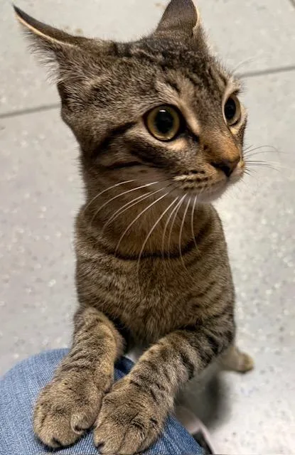 An adult medium-sized female Tabby (Brown / Chocolate) Domestic Short Hair cat named Marina for adoption in Camarillo, CA