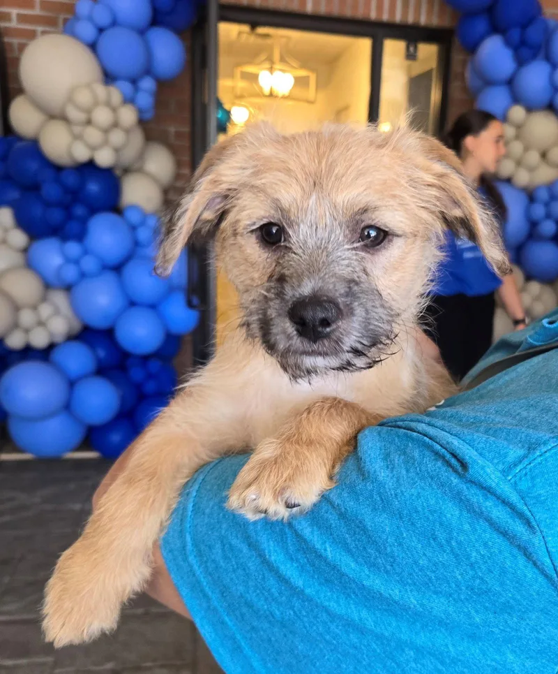 A baby medium-sized male Terrier dog named Scout for adoption in Cliffwood, NJ