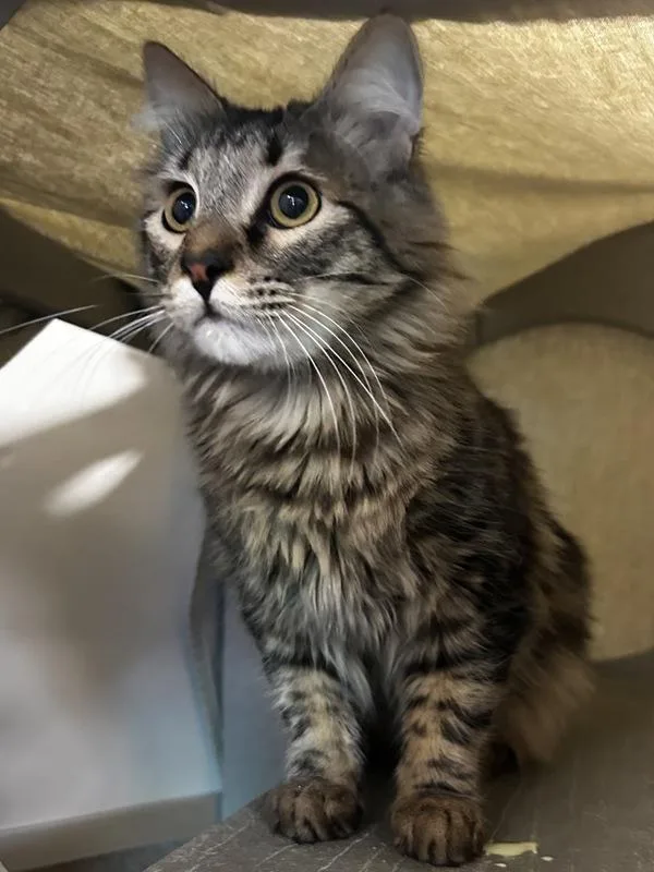 A young medium-sized male Domestic Medium Hair cat named Babble for adoption in Oakland, CA