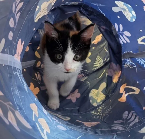 A baby small-sized female Domestic Short Hair cat named Juliet for adoption in Vallejo, CA