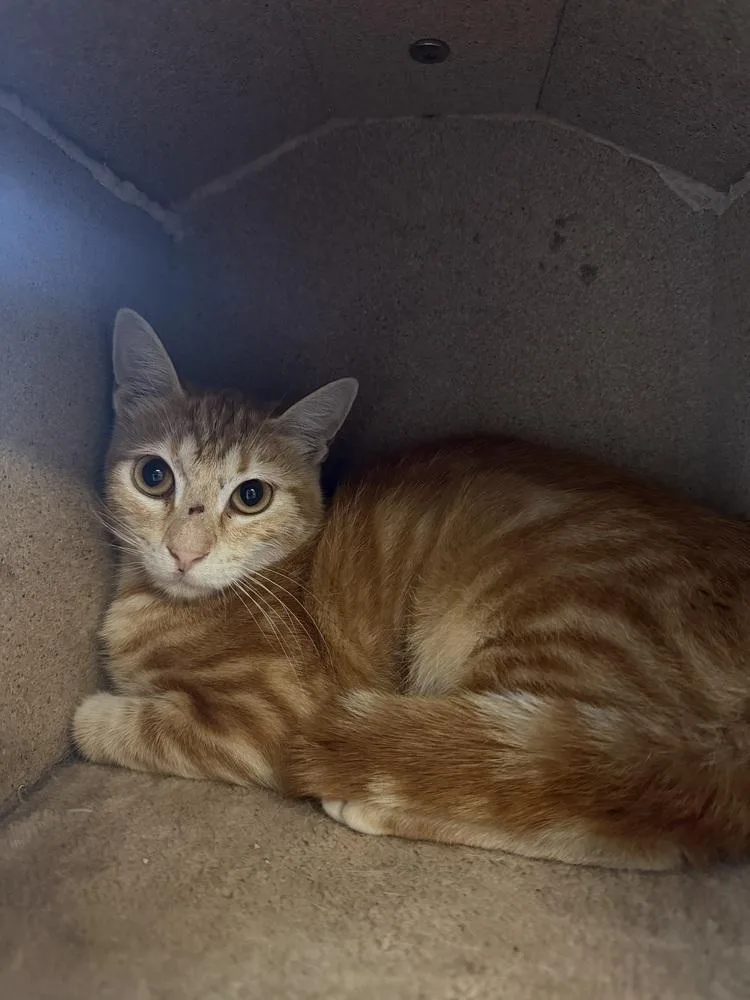 A young medium-sized male Tabby (Orange / Red) Domestic Short Hair cat named Joe for adoption in Ontario, CA