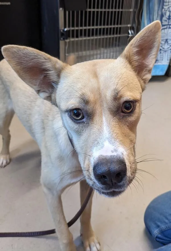 A young medium-sized female Shepherd dog named Mia for adoption in El Cajon, CA