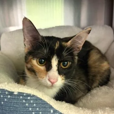 A young small-sized female Calico Domestic Short Hair cat named Suga for adoption in Emporia, KS