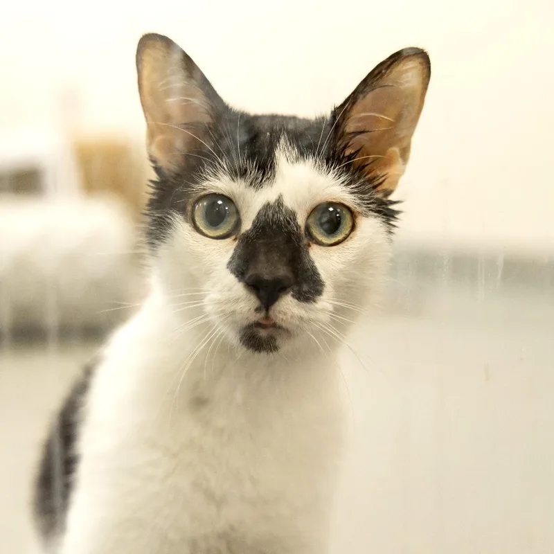 A senior medium-sized female Domestic Short Hair cat named Moo for adoption in Gainesville, FL