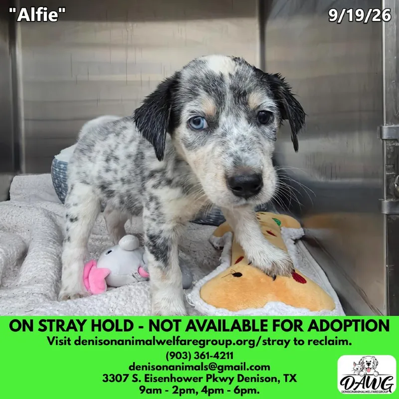 A baby small-sized male Australian Cattle Dog / Blue Heeler dog named Alfie for adoption in Denison, TX