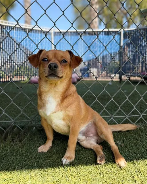 An adult small-sized male Chihuahua dog named Ignacio for adoption in Chula Vista, CA