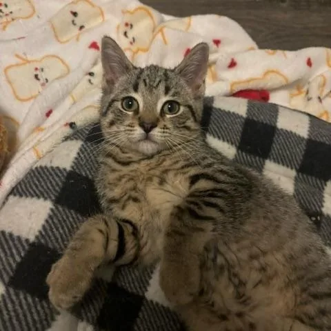 A baby small-sized male Tabby (Brown / Chocolate) Domestic Short Hair cat named Absinthe for adoption in Hudsonville, MI