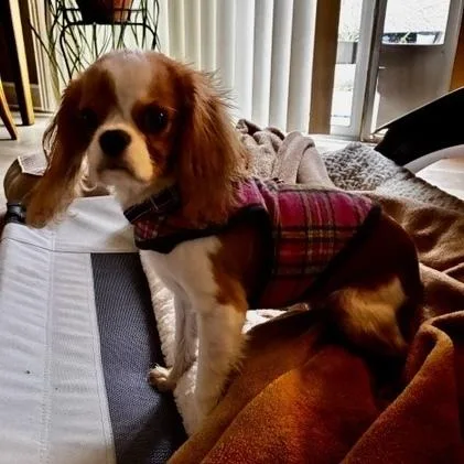 A baby small-sized female Tricolor (Brown, Black, & White) Cavalier King Charles Spaniel dog named Cami for adoption in Orlando, FL