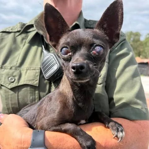 An adult small-sized female Black Chihuahua dog named Poppy for adoption in Bastrop, TX