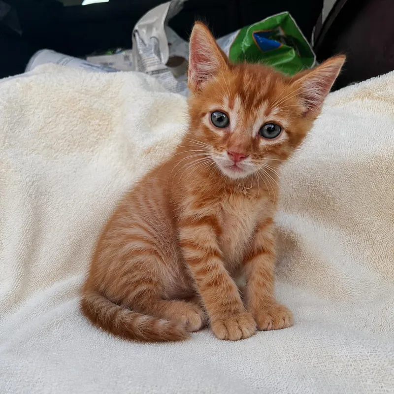 A baby small-sized male Orange / Red Domestic Short Hair cat named Hunter for adoption in Tucson, AZ