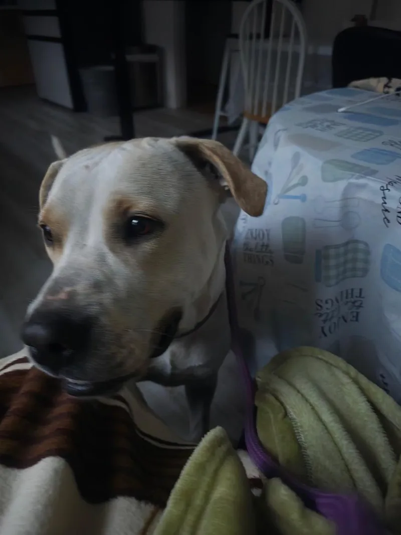 Harley Vanilla Cream!! thumbnail 2