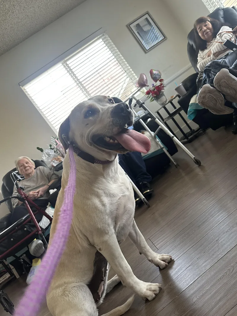 Harley Vanilla Cream!! thumbnail 3