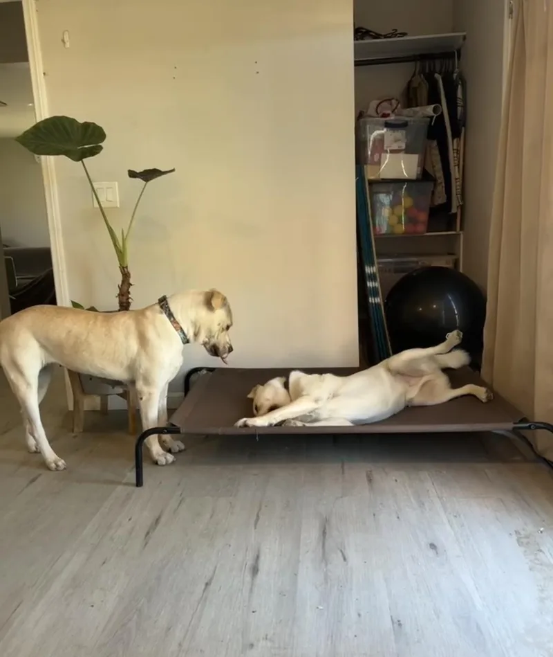 Harley Vanilla Cream!! thumbnail 4