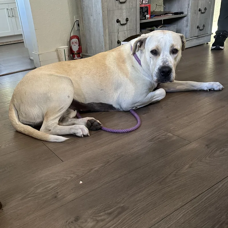 Harley Vanilla Cream!! thumbnail 5