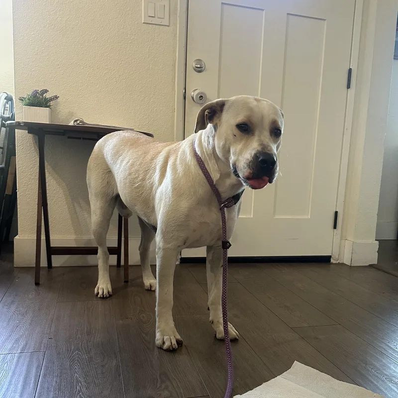 Harley Vanilla Cream!! thumbnail 6