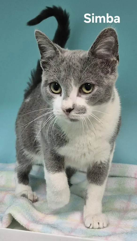 A baby medium-sized female Domestic Short Hair cat named Simba for adoption in Kendallville, IN
