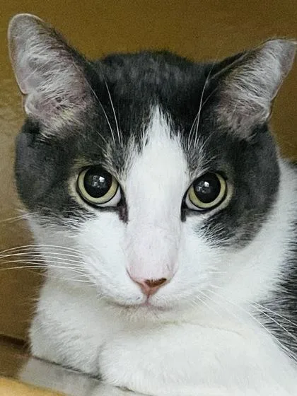 Pete