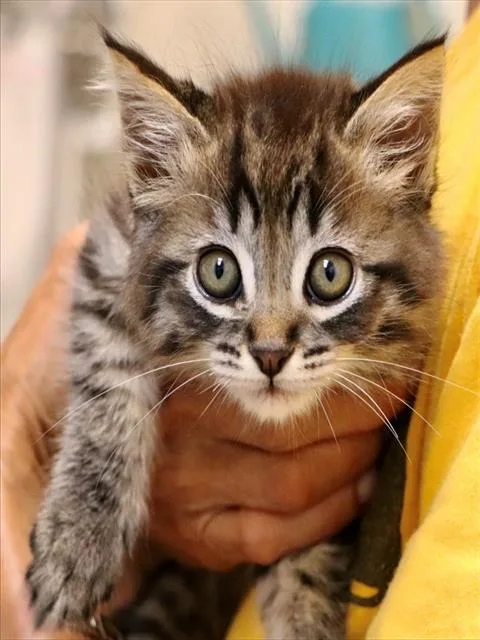 A baby small-sized male Domestic Short Hair cat named Pepper for adoption in San Luis Obispo, CA