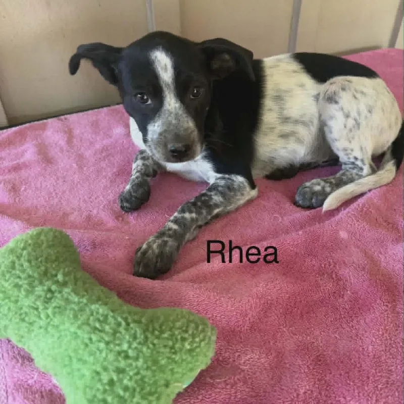 A baby medium-sized female White / Cream Mixed Breed dog named Rhea for adoption in Alexandria, VA
