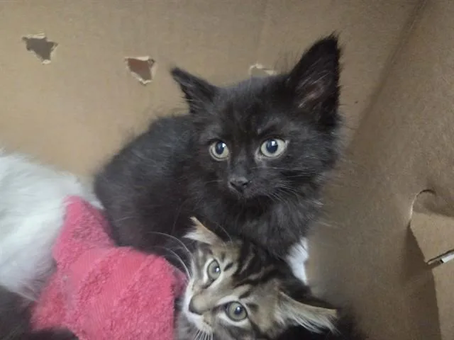 A baby small-sized female Domestic Short Hair cat named Forest for adoption in Antioch, CA