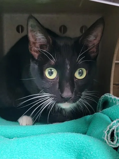 A young medium-sized female Domestic Short Hair cat named Willow for adoption in Downey, CA