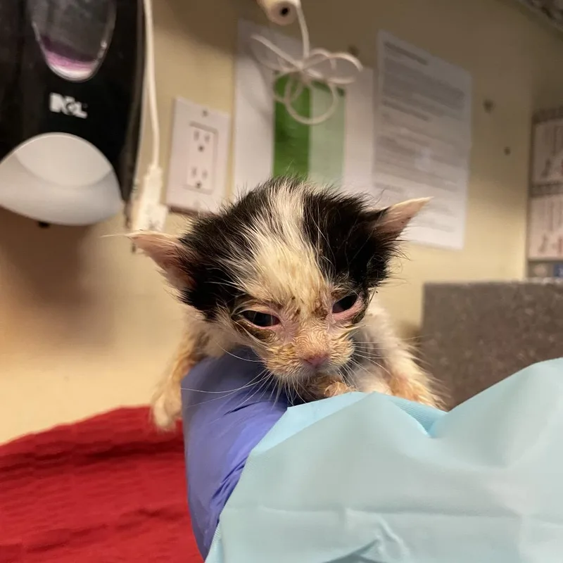 A baby small-sized male White Domestic Short Hair cat named Goose for adoption in Pasadena, CA