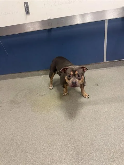 An adult medium-sized female Pit Bull Terrier dog named Lola for adoption in Miami, FL