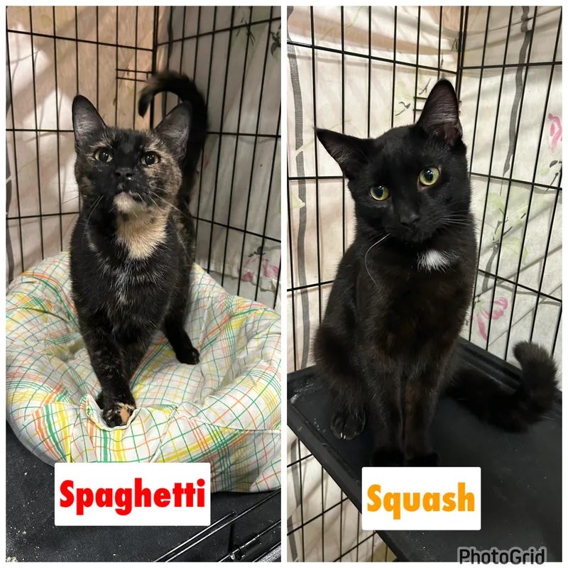 Spaghetti & Squash