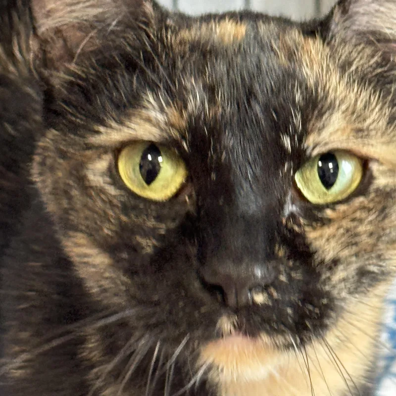 Spaghetti & Squash thumbnail 2