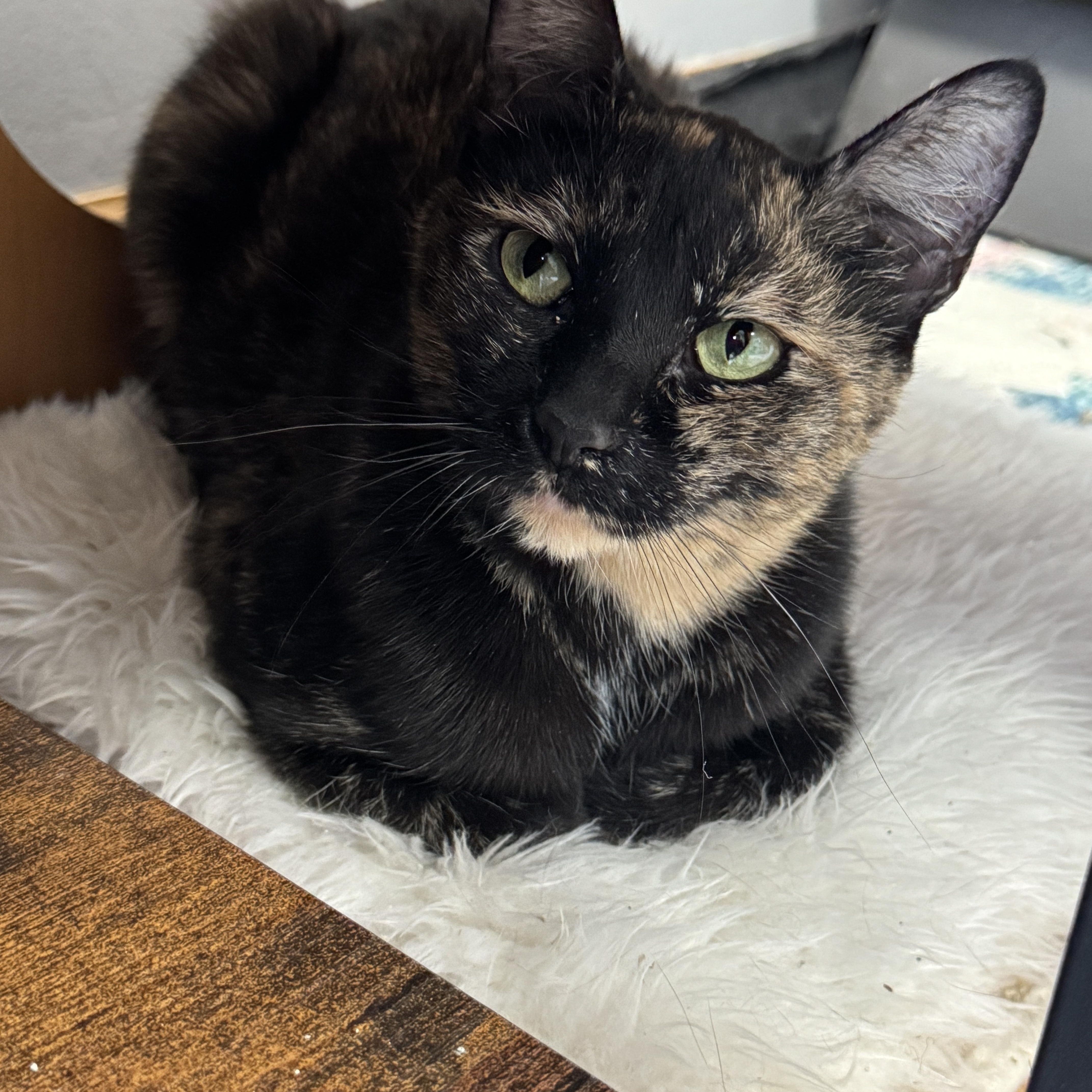 Spaghetti & Squash thumbnail 3