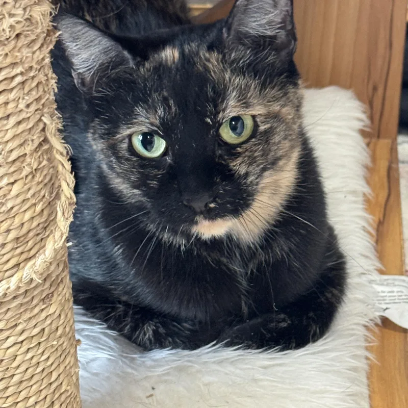 Spaghetti & Squash thumbnail 4