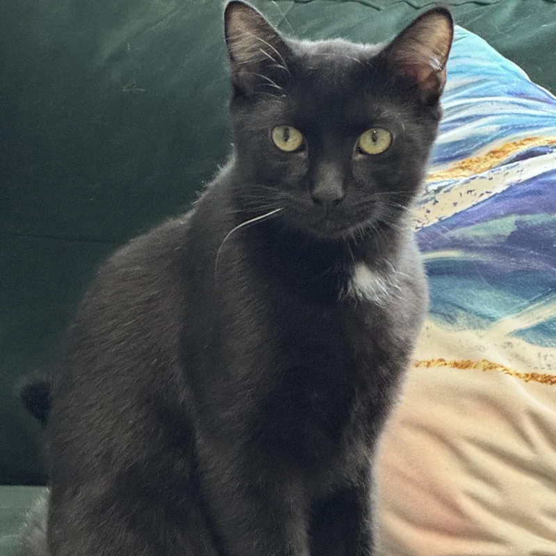 Spaghetti & Squash thumbnail 5