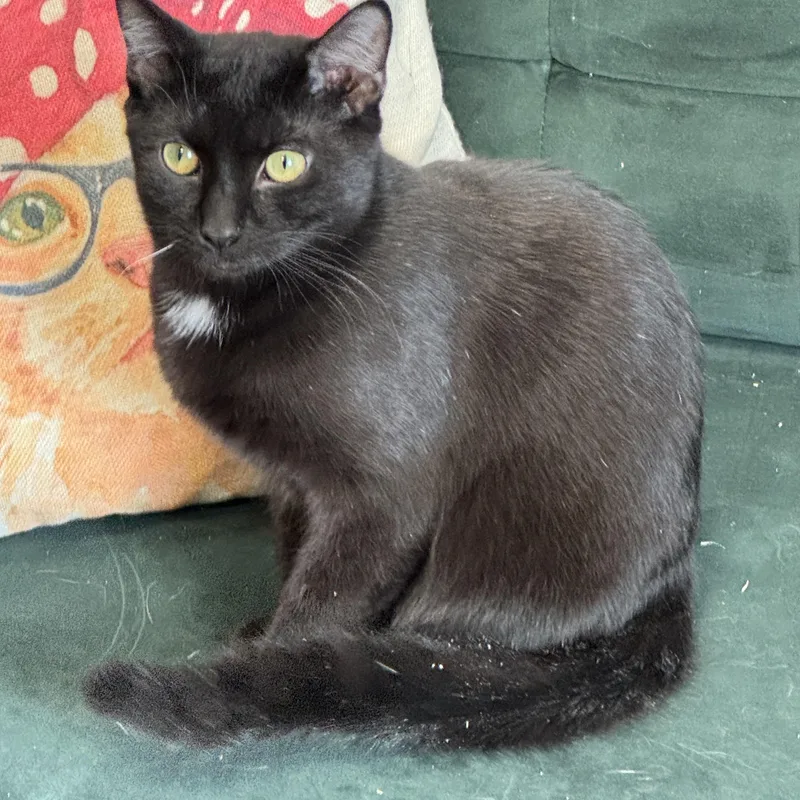 Spaghetti & Squash thumbnail 6