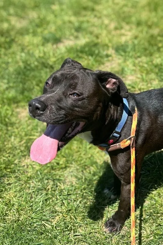 An adult large-sized male Black Mixed Breed dog named Frogger for adoption in Cincinnati, OH