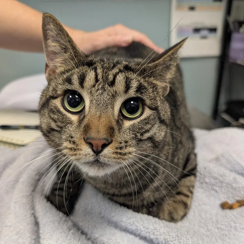 An adult medium-sized male Domestic Short Hair cat named Tiger for adoption in New Castle, DE