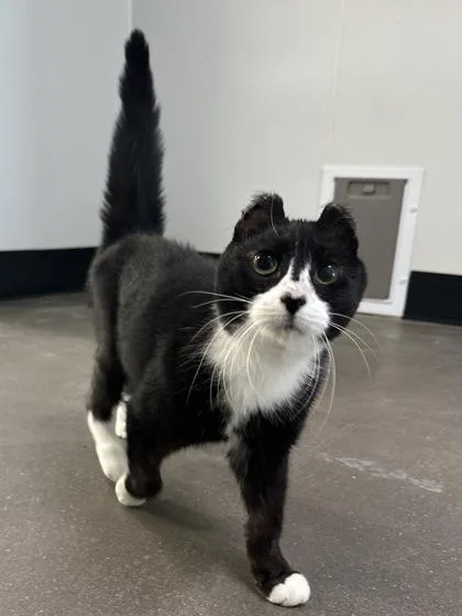 An adult small-sized female Domestic Short Hair cat named Ursula for adoption in West Chester, PA
