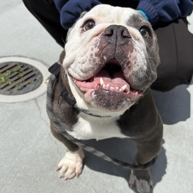 An adult medium-sized female Brown / Chocolate English Bulldog dog named Spaghetti for adoption in Pacific Grove, CA
