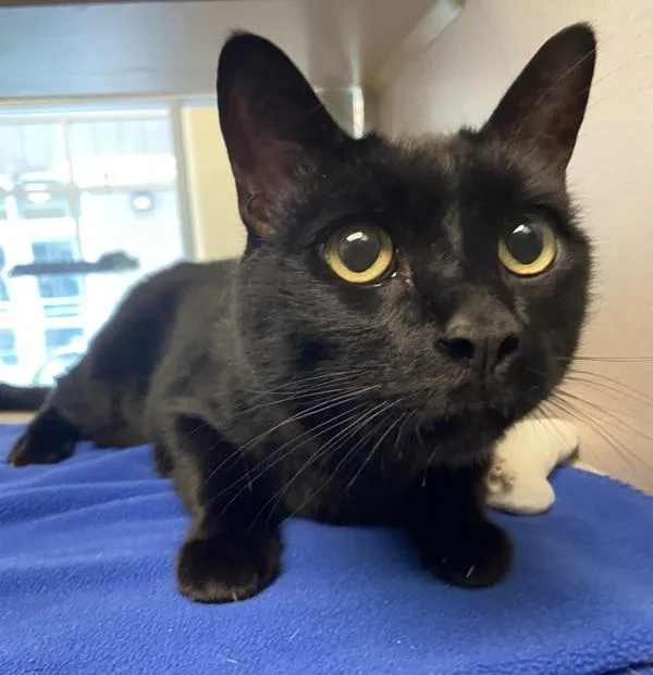 A senior large-sized male Domestic Short Hair cat named Connor for adoption in Monterey, CA