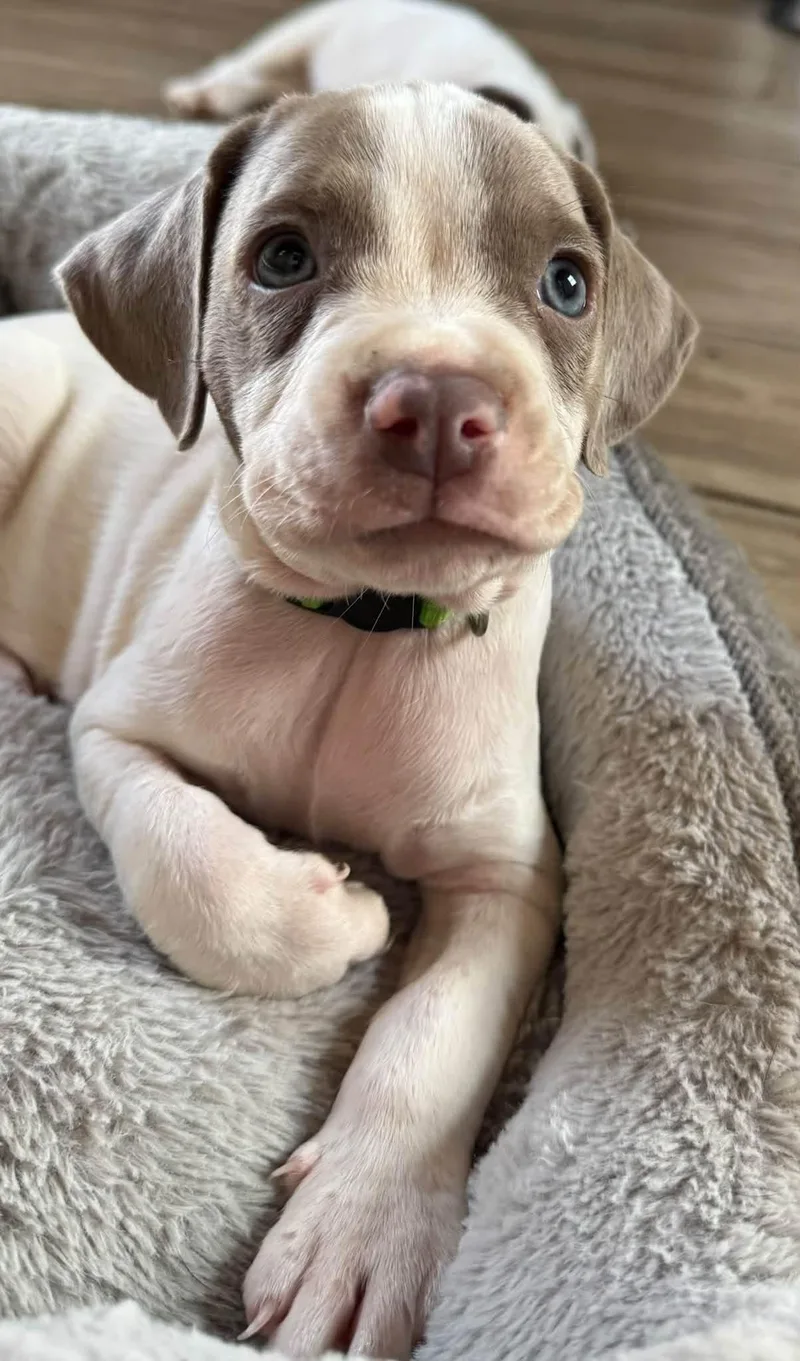 Dak