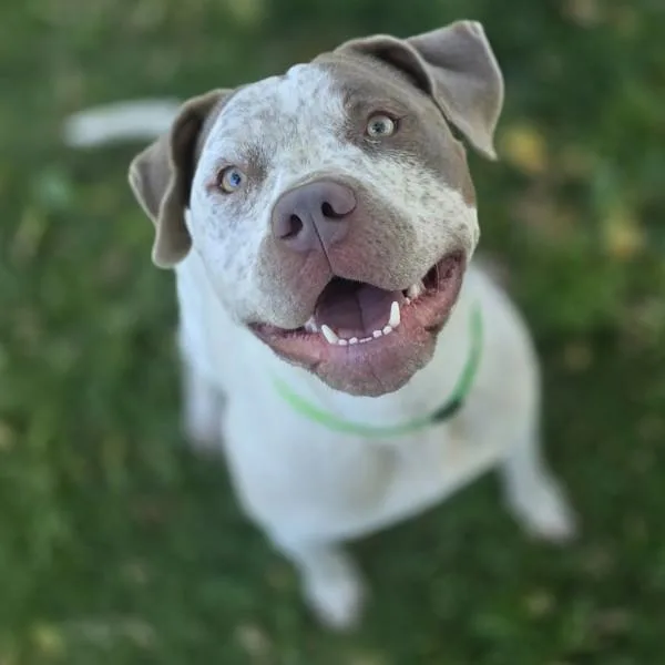 A young large-sized female Pit Bull Terrier dog named Artemis for adoption in Dublin, CA