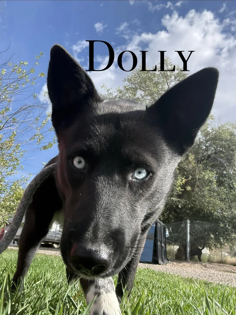 Dolly