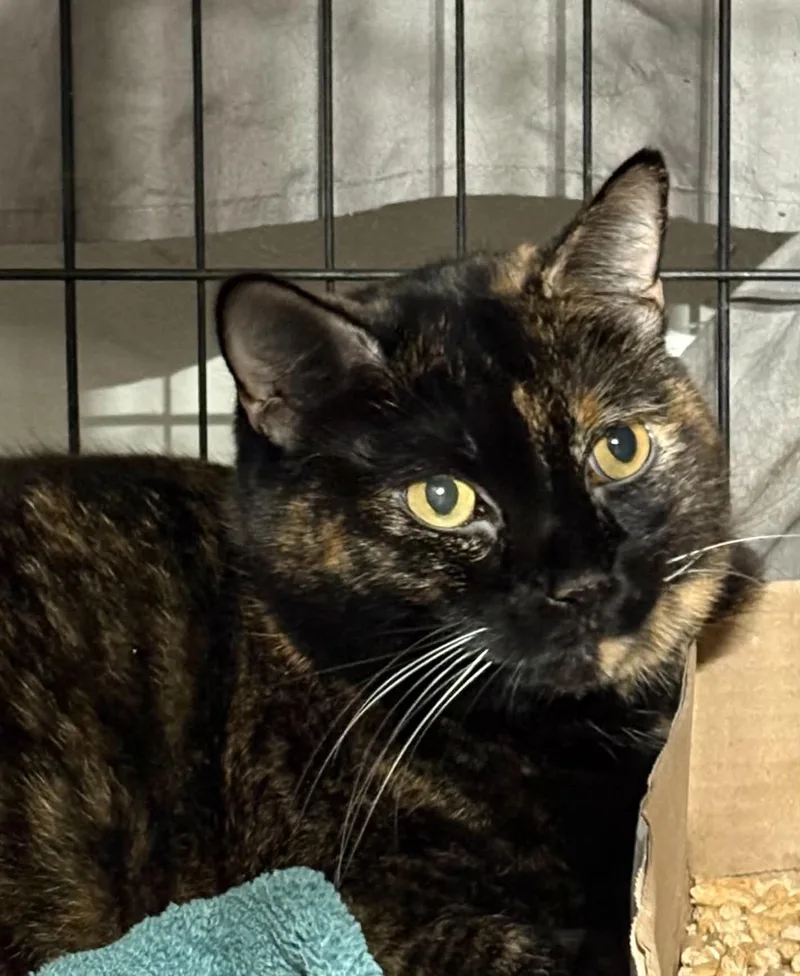 An adult medium-sized female Tortoiseshell Domestic Short Hair cat named Haley for adoption in Westfield, MA